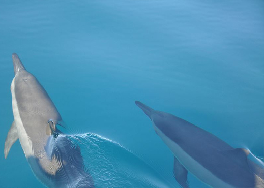 swim with dolphins mauritius